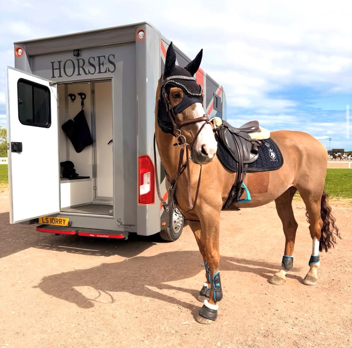 Horse tacked up and ready to load next to the LS Horsebox Hire trailer